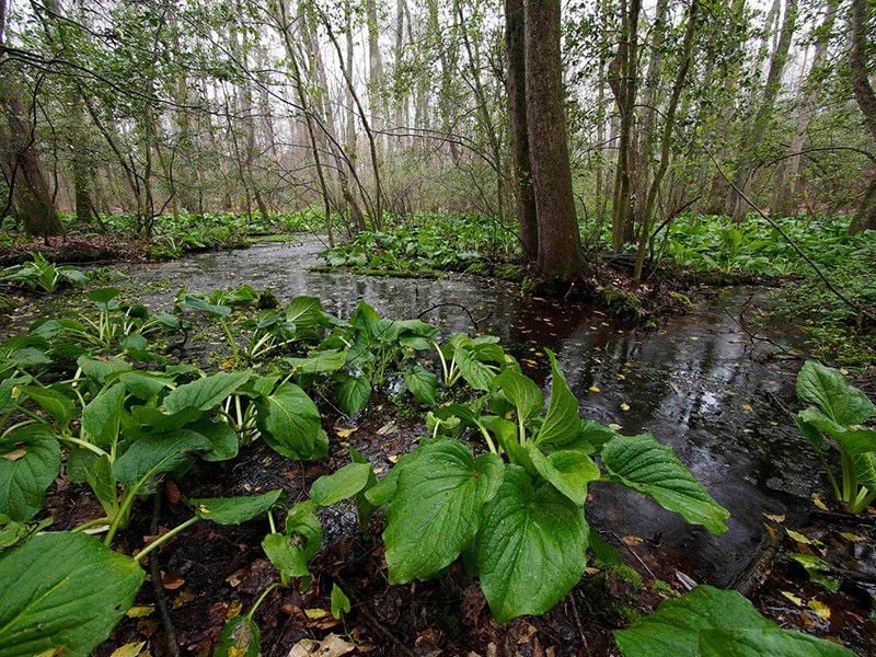 Floodplain